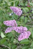 Linne_2013_HP_TP_5