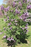 Linne_ZB_1