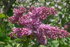 Linne_ZB_2