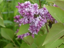 Little_Bit_201906_RBG_MLD