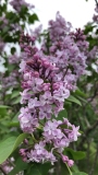 Lois_Amee_Utley_20200526_MP_KA