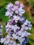 Lois_Amee_Utley_20210430_MLD_MLD_2
