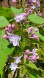 Lois_Amee_Utley_20220423_MLD_MLD