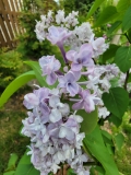 Lois_Amee_Utley_20220503_MLD_MLD_2