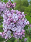 Lois_Amee_Utley_20220528_KA_MLD