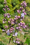 Lois_Amee_Utley_20240414_MLD_MLD