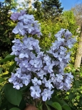 Lois_Amee_Utley_20240420_MLD_MLD