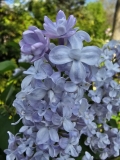 Lois_Amee_Utley_20240420_MLD_MLD_2