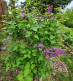 LOncle_Tom_20220424_MLD_MLD_2