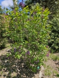 LOncle_Tom_20230418_MLD_MLD