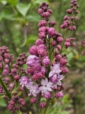 Lourene_Wishart_20230414_MLD_MLD
