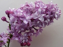 Lourene_Wishart_Fiala_LNT
