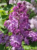 Louvain_20210428_NYBG_MLD_2