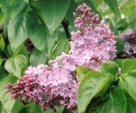 Lucelle_200305_RHC_1