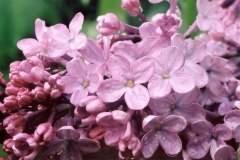 Lucelle_200305_RHC_2