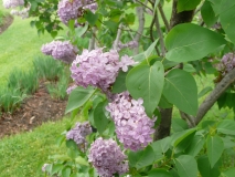 Lucelle_200905_CEF_BB