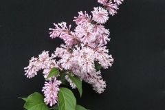 Lucetta