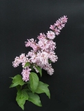 Lucetta_2022_Russia_TP