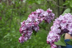Luch_Vostoka_2