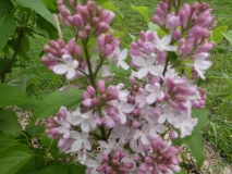 Lucy_Bergen_201906_RBG_MLD_2