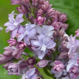 Lullaby_201906_LM_CF