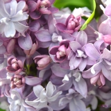 Lullaby_2019_LM_CF