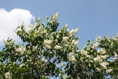 Lunnyi_Svet_TP_1