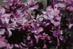 Luo_Lan_Zi_2007_BBG_HC_1