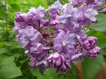 Luo_Lan_Zi_201906_BP_MLD_3