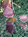 Luo_Lan_Zi_2022_fall_Ontario_BP
