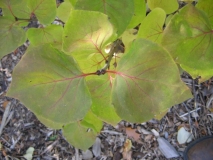 Luo_Lan_Zi_BP_2