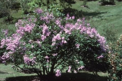 Lutece_RBG_CH_1