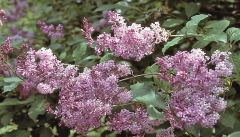 Lutece_RBG_CH_3