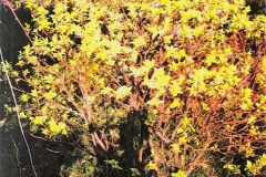 Lutens