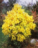 Lutens_1996_Poland_HB_2