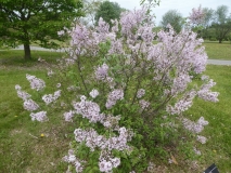 Lynette_201906_MBG_MLD_1