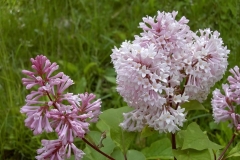 Lynette_BP_1