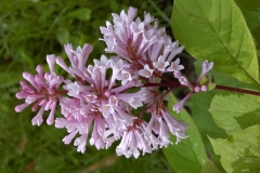 Lynette_BP_2