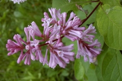 Lynette_BP_3