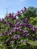 Maarika_сеянец_Мяги_Estonia_AM
