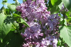 MACKINAC ISLAND LILAC™