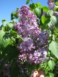 Mackinac_Island_BP