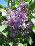 Mackinac_Island_BP_2