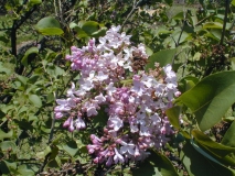 Macrostachya_2003_HP_MM__DM_1
