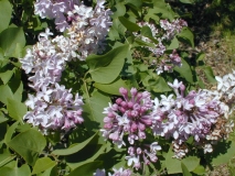 Macrostachya_2003_HP_MM__DM_2