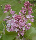 Macrostachya_2003_HP_MM__DM_3