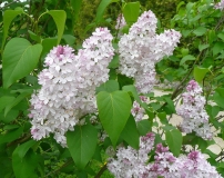 Macrostachya_201005_SM_BB