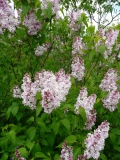 Macrostachya_201005_UVHF_BB_1