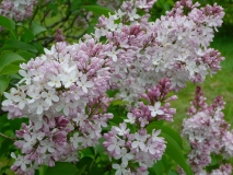 Macrostachya_201005_UVHF_BB_2
