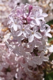 Macrostachya_2013_HP_TP_10